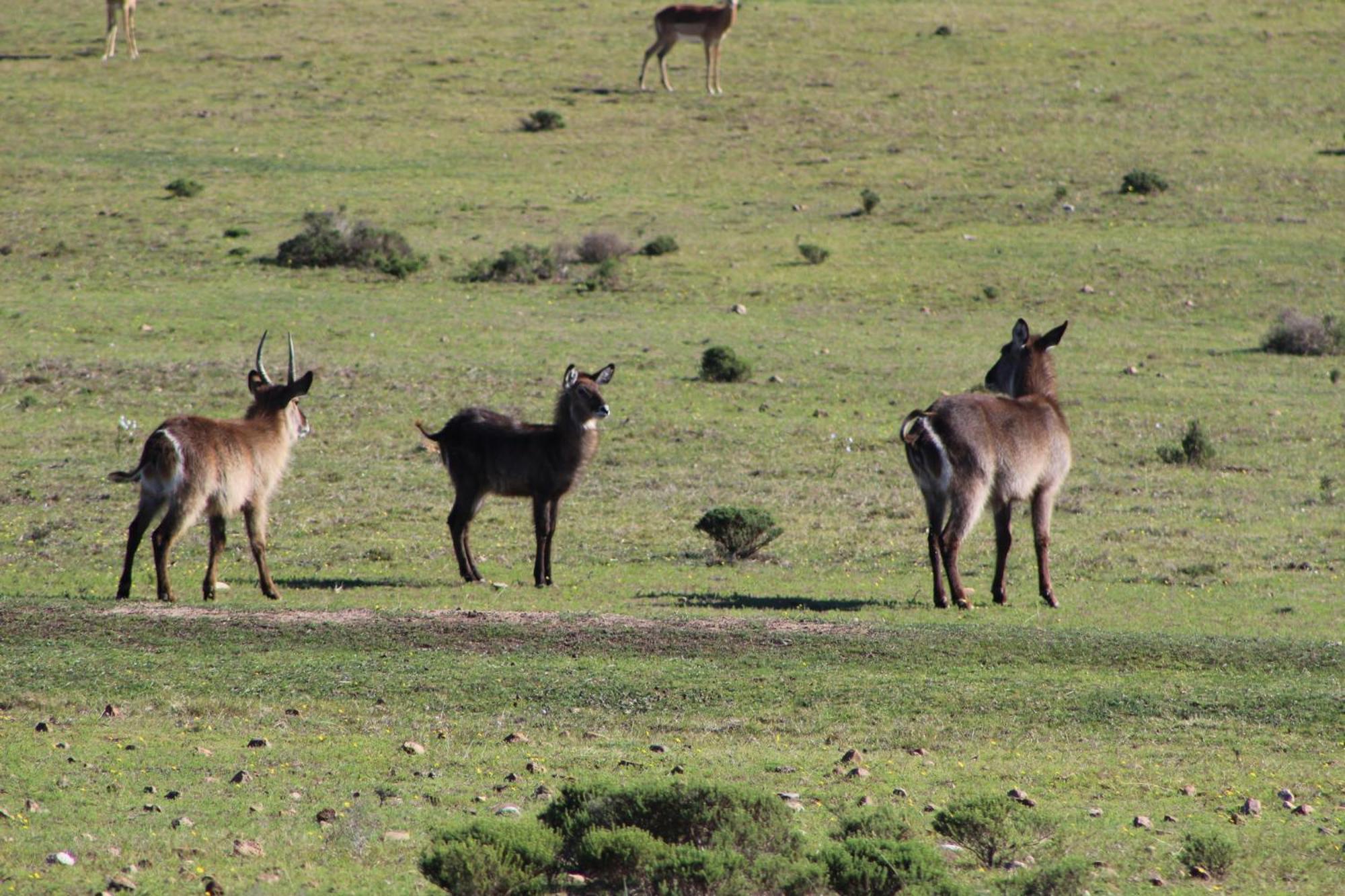 Hartenbos Private Game Lodge 외부 사진