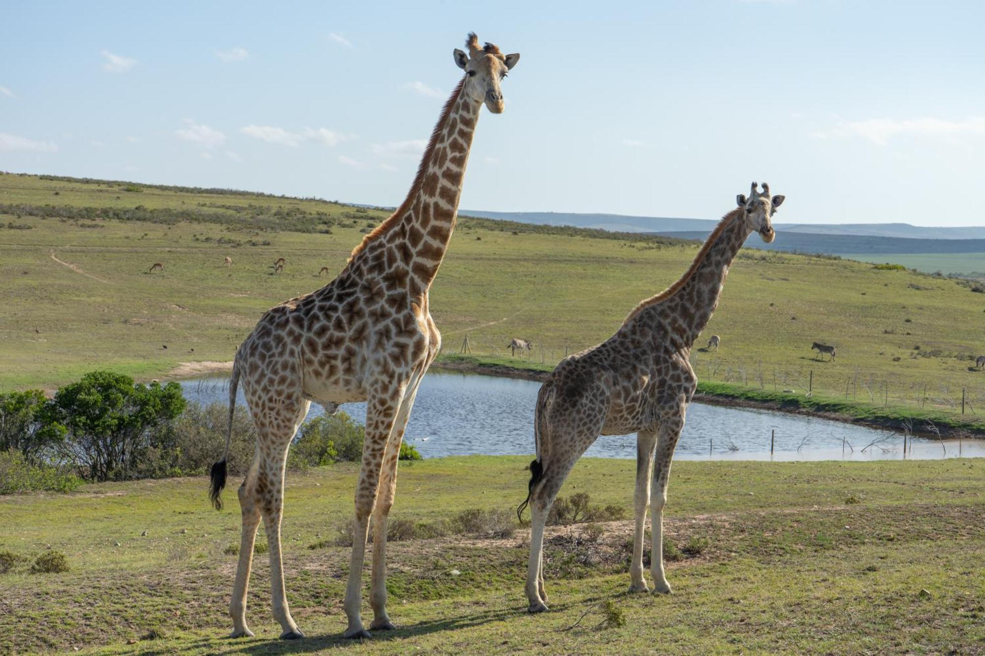 Hartenbos Private Game Lodge 외부 사진