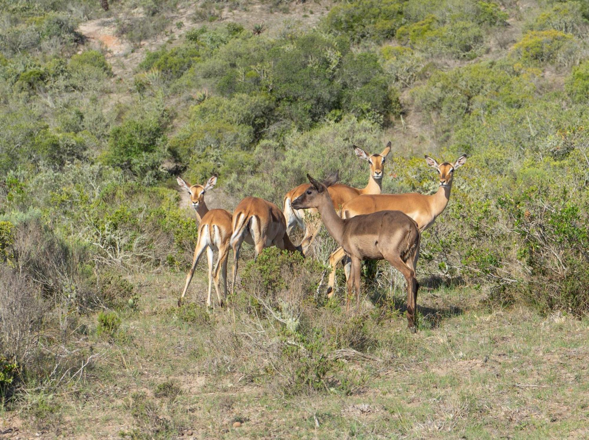 Hartenbos Private Game Lodge 외부 사진