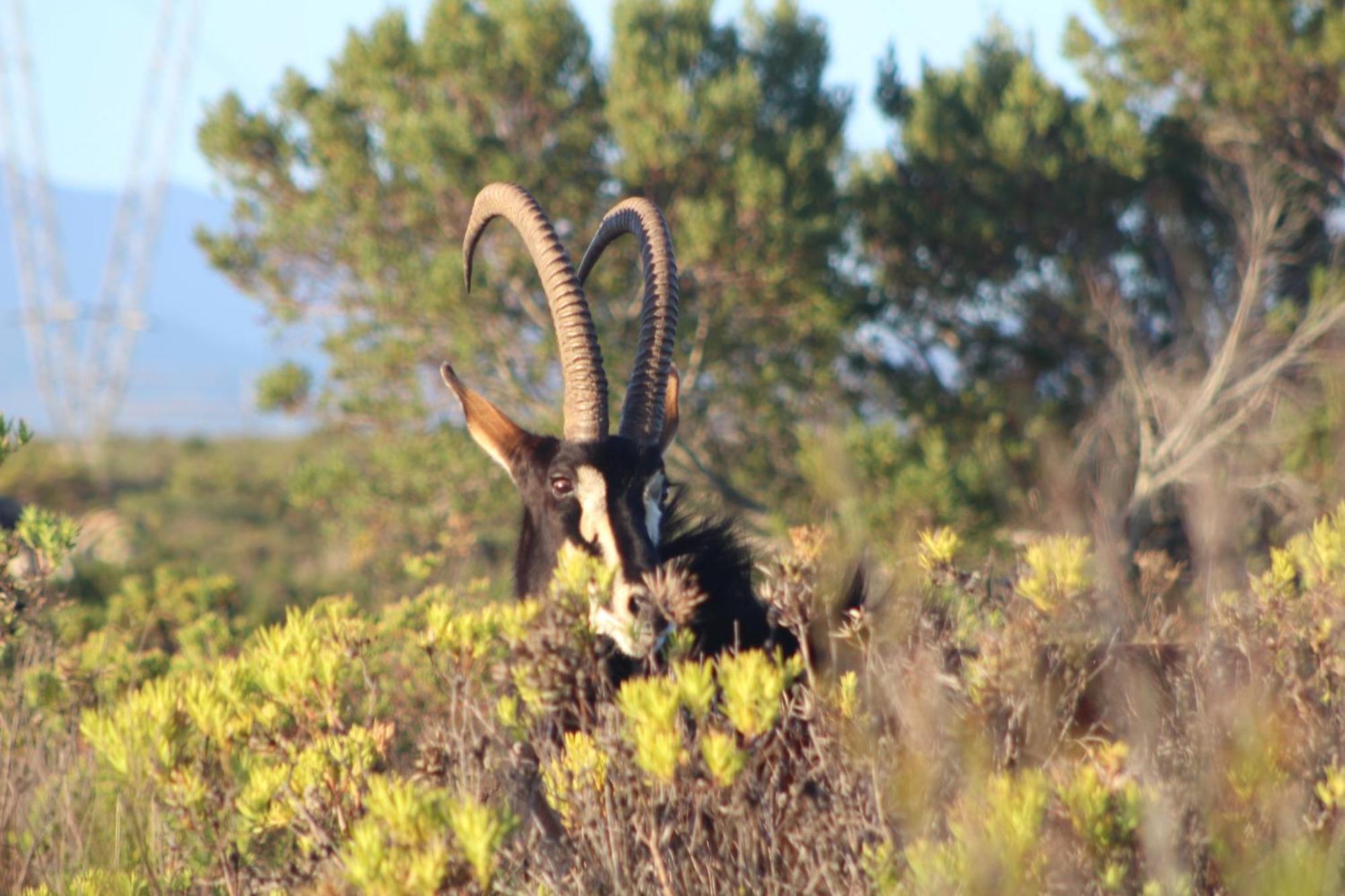 Hartenbos Private Game Lodge 외부 사진