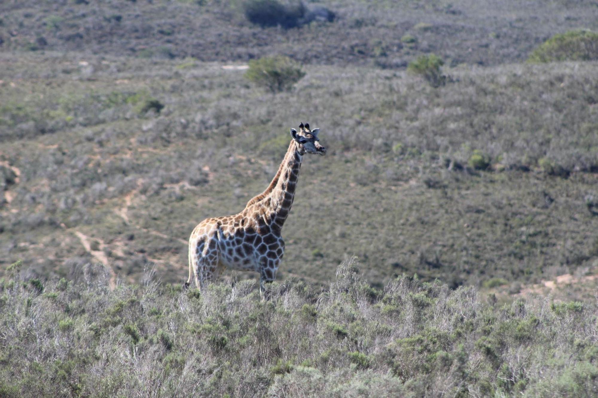 Hartenbos Private Game Lodge 외부 사진