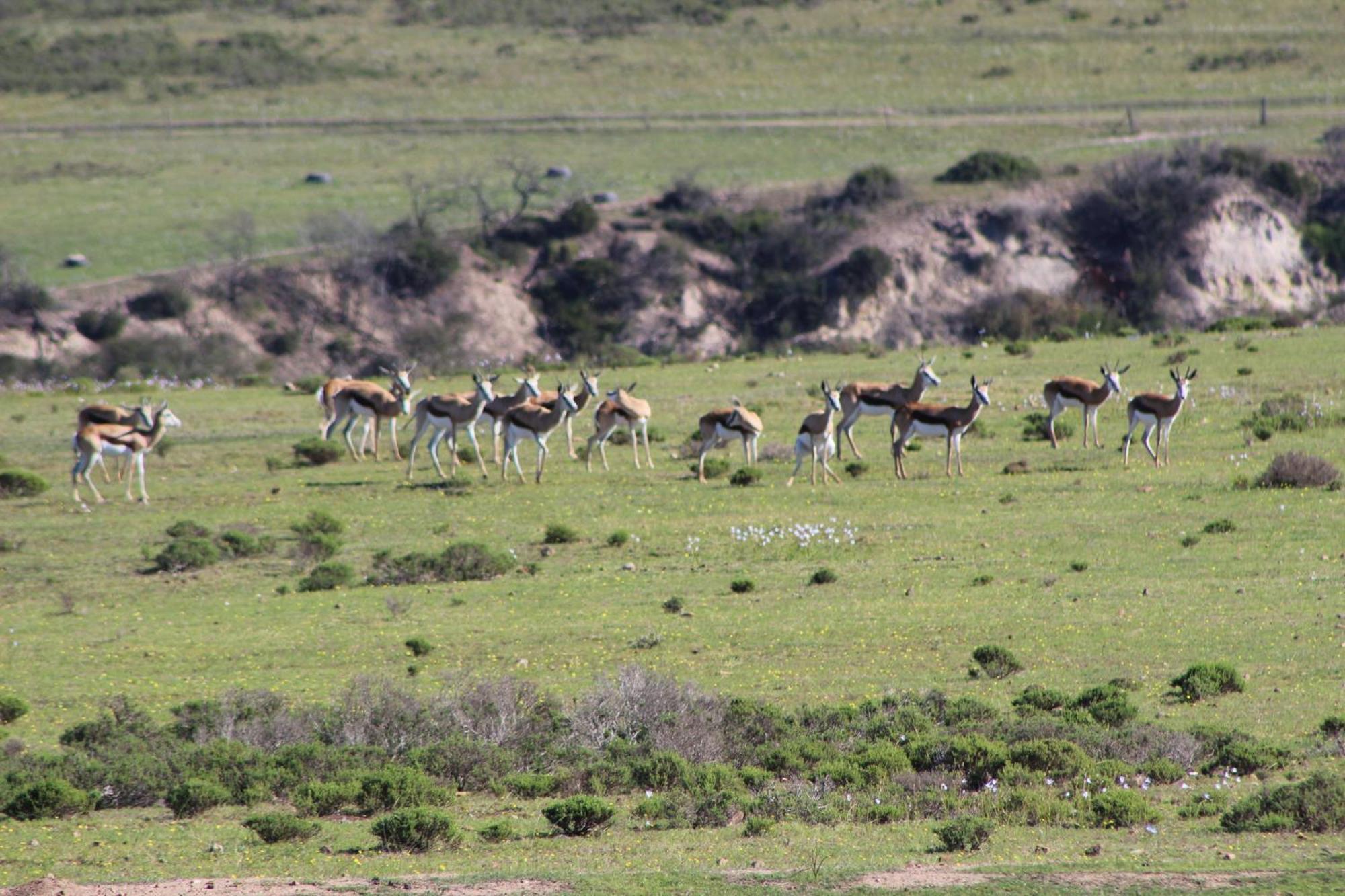 Hartenbos Private Game Lodge 외부 사진